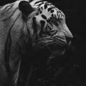 Sameer anjan